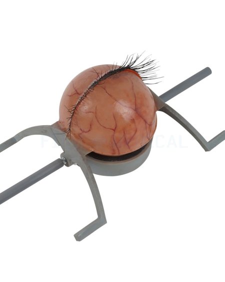 Eyelid Model
